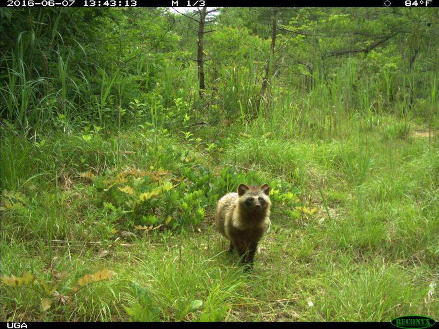 Racoon Dog Fukushima Japan