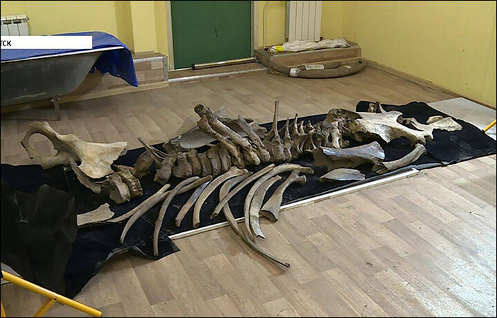Remains Of Woolly Mammoth