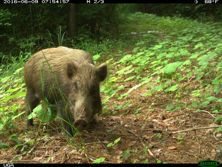 Wild Boar Fukushima Animals