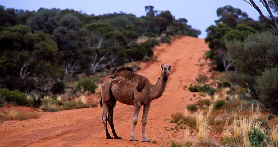 Australia Will Shoot 10,000 Feral Camels That Are Officially Considered