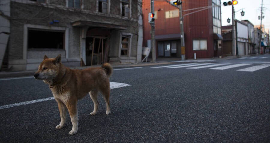 Wild Dog Roaming Irradiated Fukushima Street