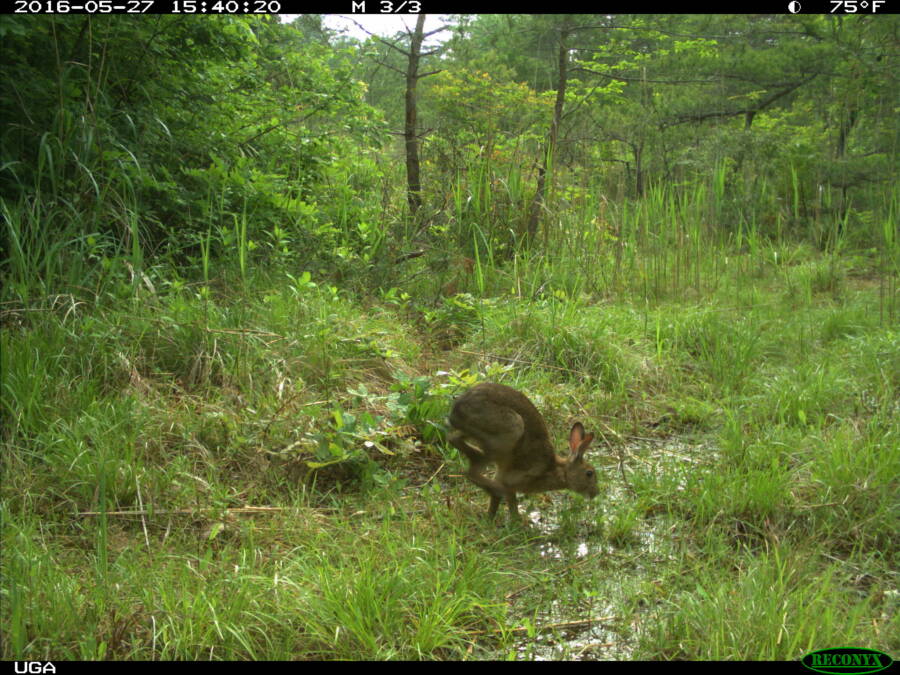 Wild Hare Fukushima