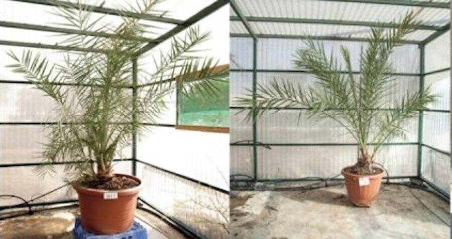 scientists-grow-date-palm-trees-from-2-000-year-old-seeds