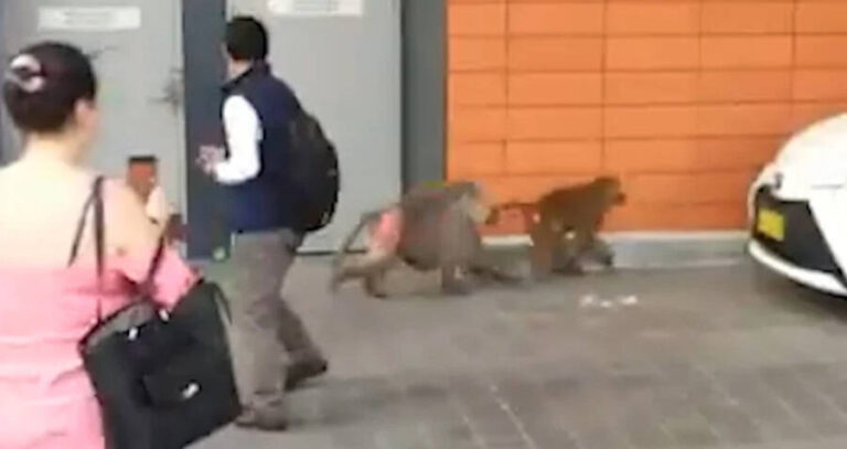 Baboons And Onlookers At Royal Prince Alfred