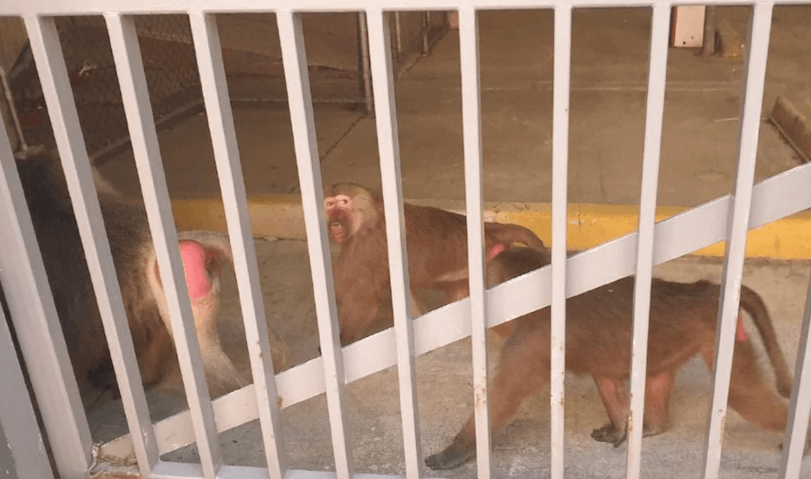 Baboons Near Hospital In Australia