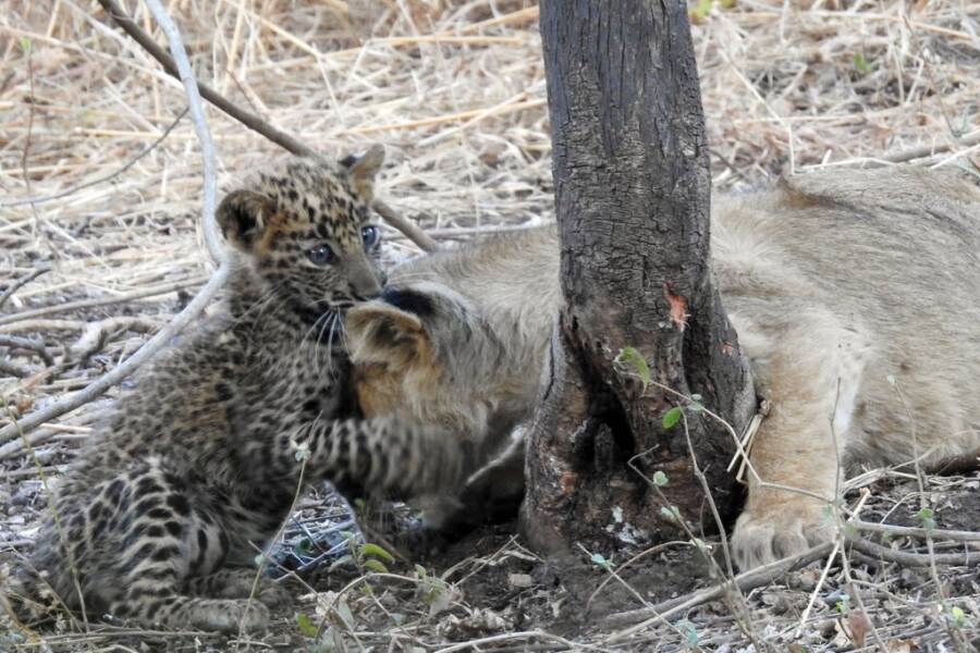 Leopardo e filhote de leão