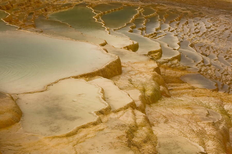 Badab Soort