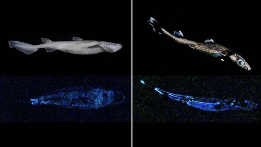 Tubarão-foca bioluminescente e tubarão-cação-lúcifer