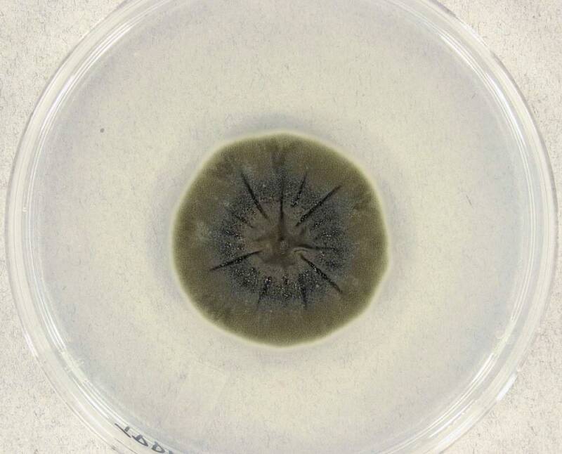 Black Fungi