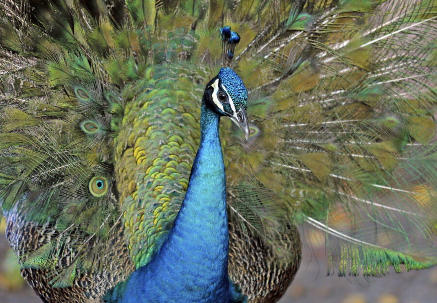 Blue Coconut Grove Peacock