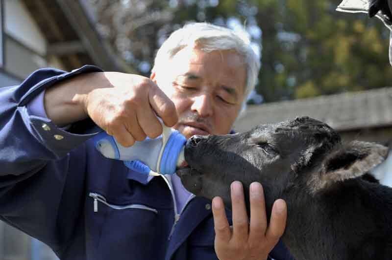 Bottle Feeding Calf