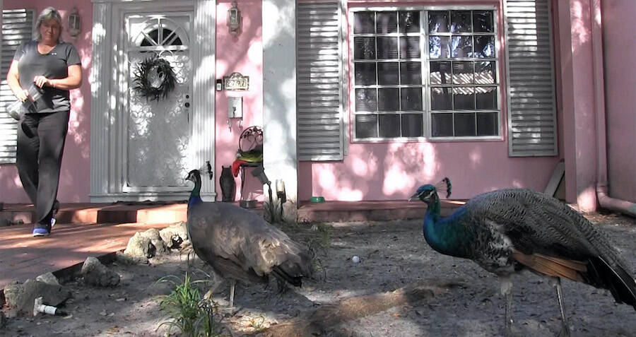 Miami Peacocks To Be Removed After Aggressive Behavior   Coconut Grove Resident And Peacocks 