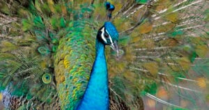 Colorful Coconut Grove Peacock