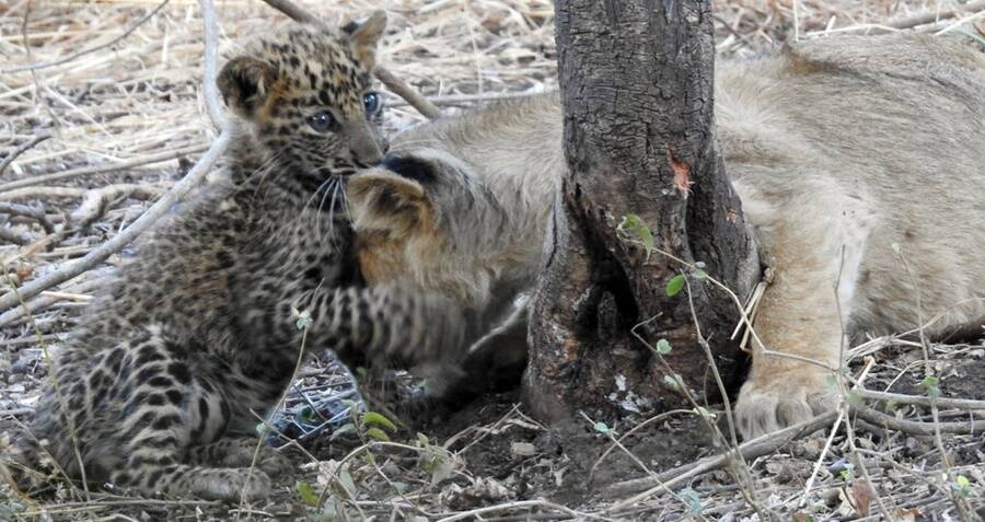 Mother Lion Adopted Oprhaned Baby Leopard In World First