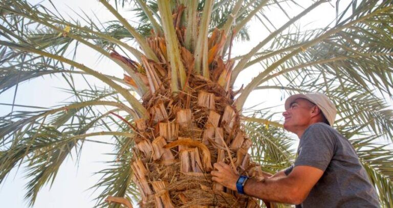 Date Palm Project