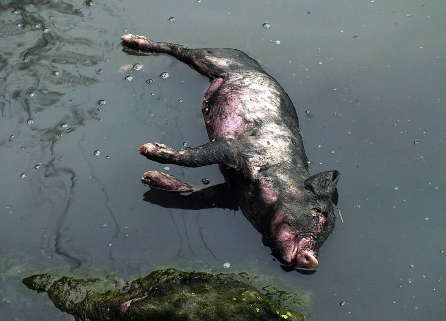 Dead Pig Yangtze Tributary