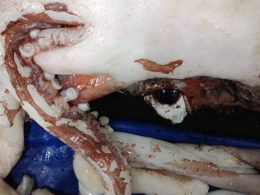 Eye Of A Giant Squid