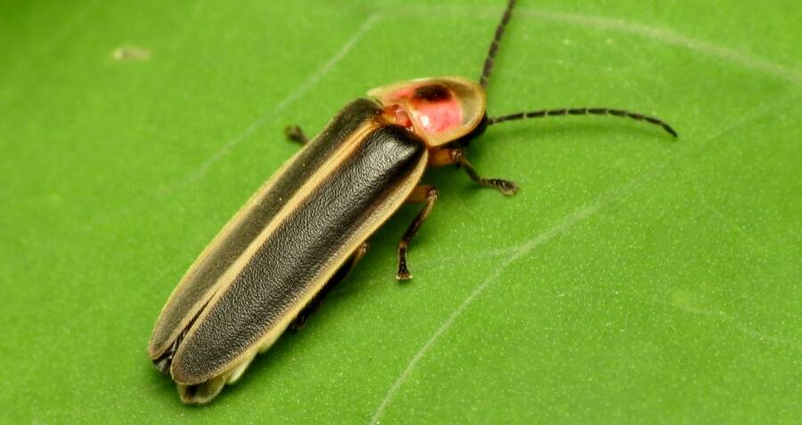 Humans Are Putting Fireflies At Risk Of Extinction Experts Warn 6984