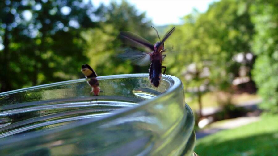 Firefly In A Jar