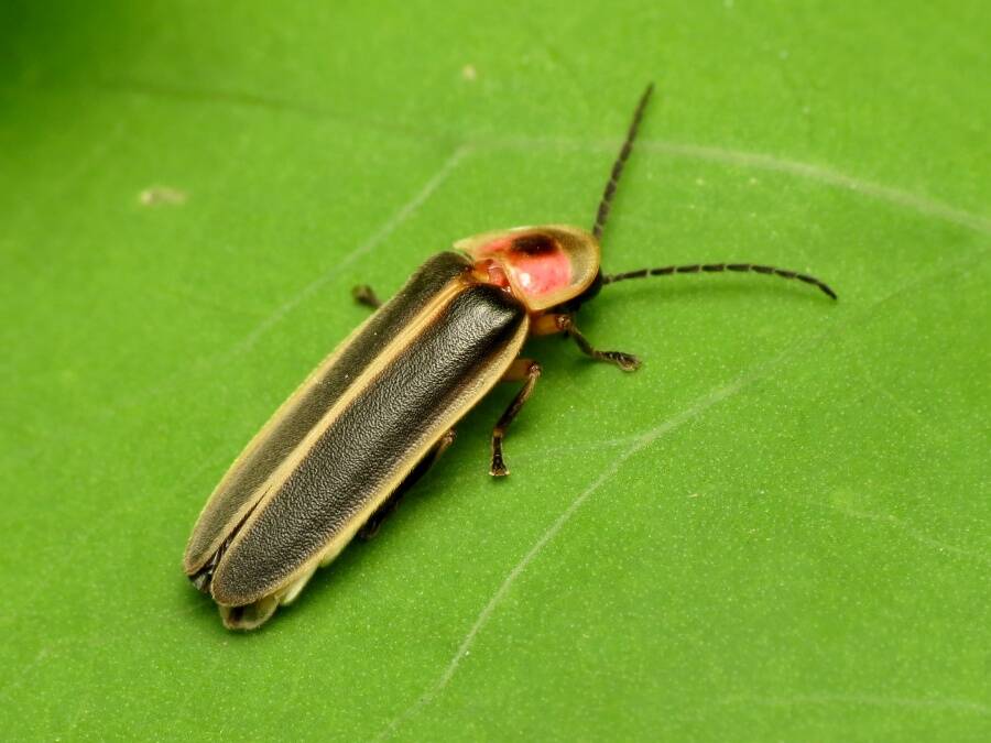 Firefly On A Leaf