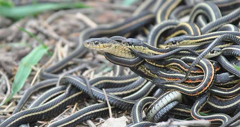 Florida Snake Orgy
