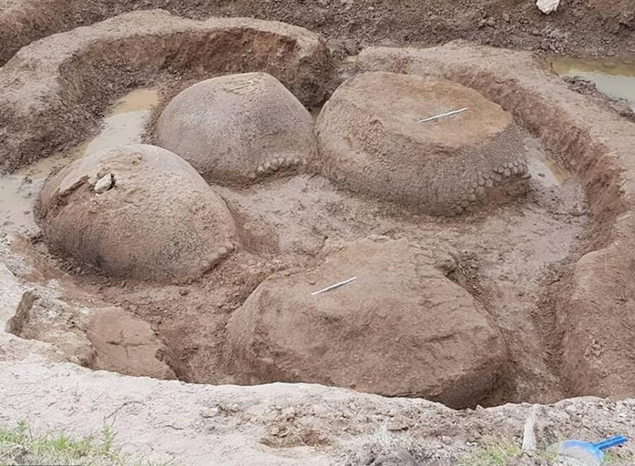 Argentinian Farmer Finds Four Fossilized Ancient Armadillos