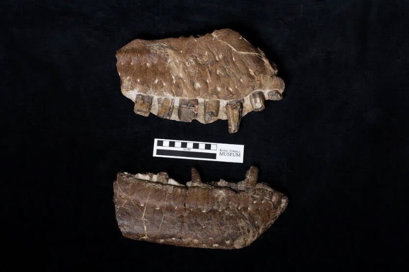 Jaw Bones Of The Thanatos Degrootorum