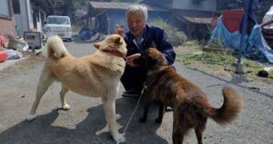 Matsumoto Pets Dogs Og