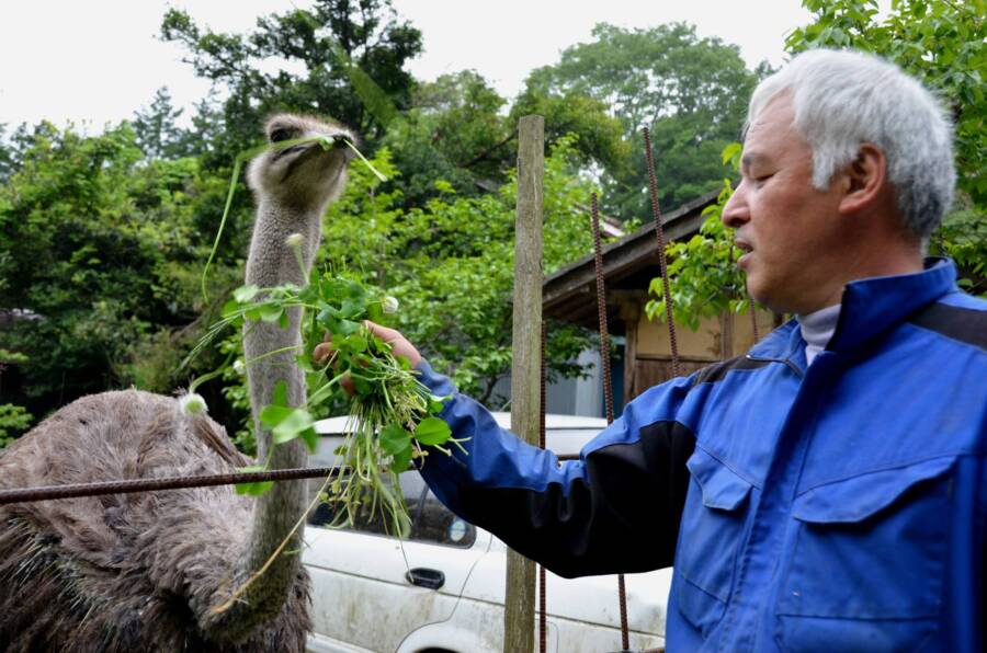 Matsumura And Ostrich