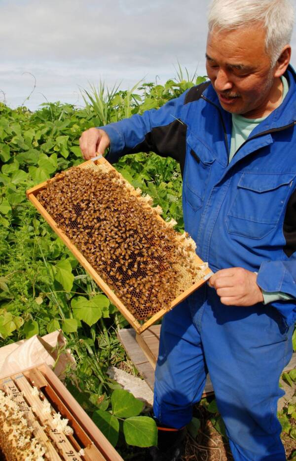 Matsumura With Bees