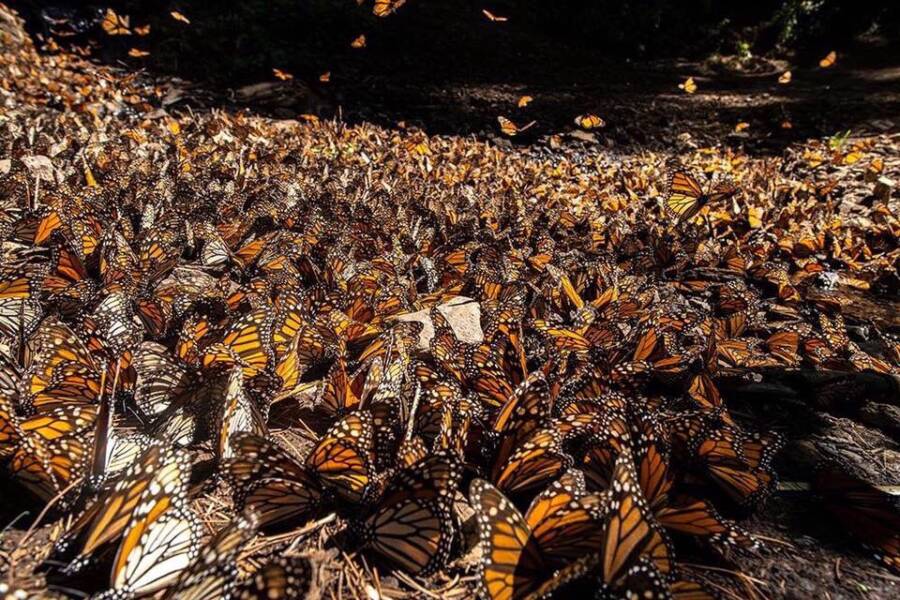 Swarm Of Butterflies