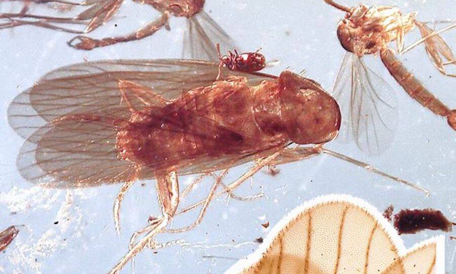Ancient Cockroach Preserved In Amber