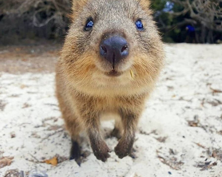 Austrailian Quokka Sand