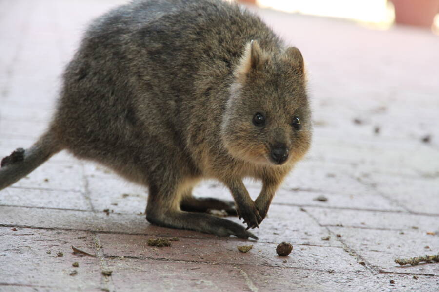 Meet The Quokka, The Smiling Marsupial Of Western Australia