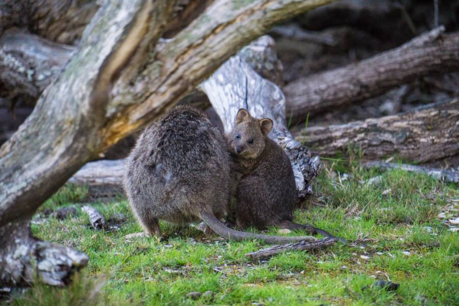 Quokka With Baby