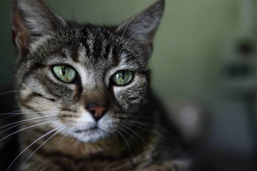 Hermoso Gato de Ojos Verdes