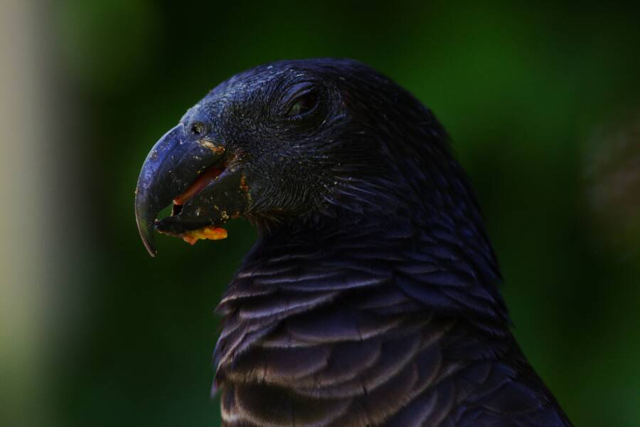 The Dracula Parrot The Spectacular Gothic Bird Of New Guinea