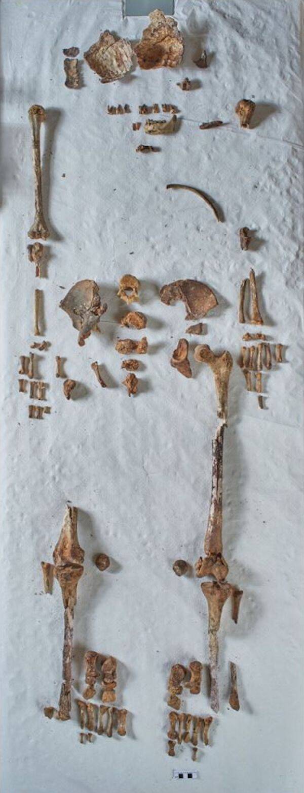 Bones Of Saint Eanswythe
