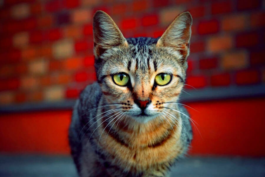 Cat Door Bakstenen Muur