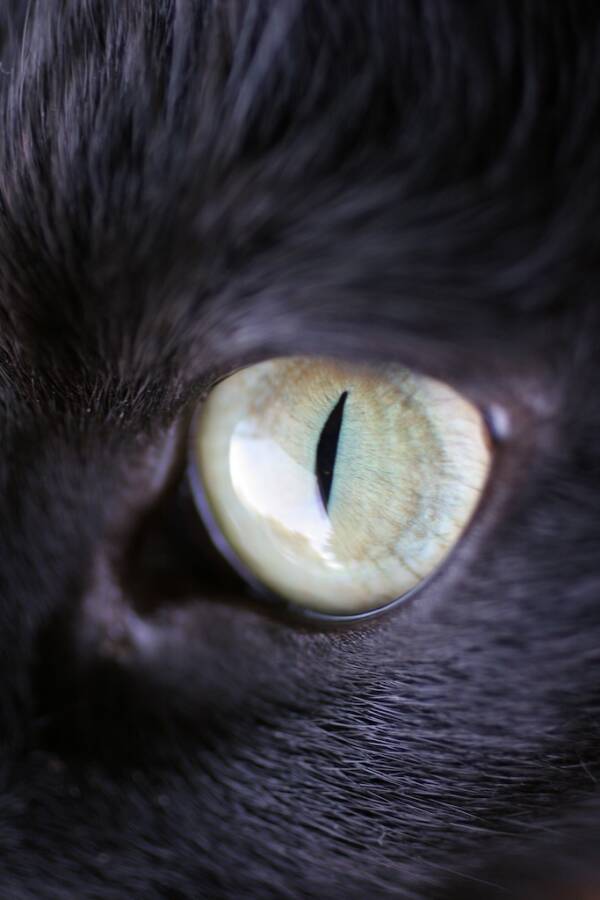 Cat Eye Close Up