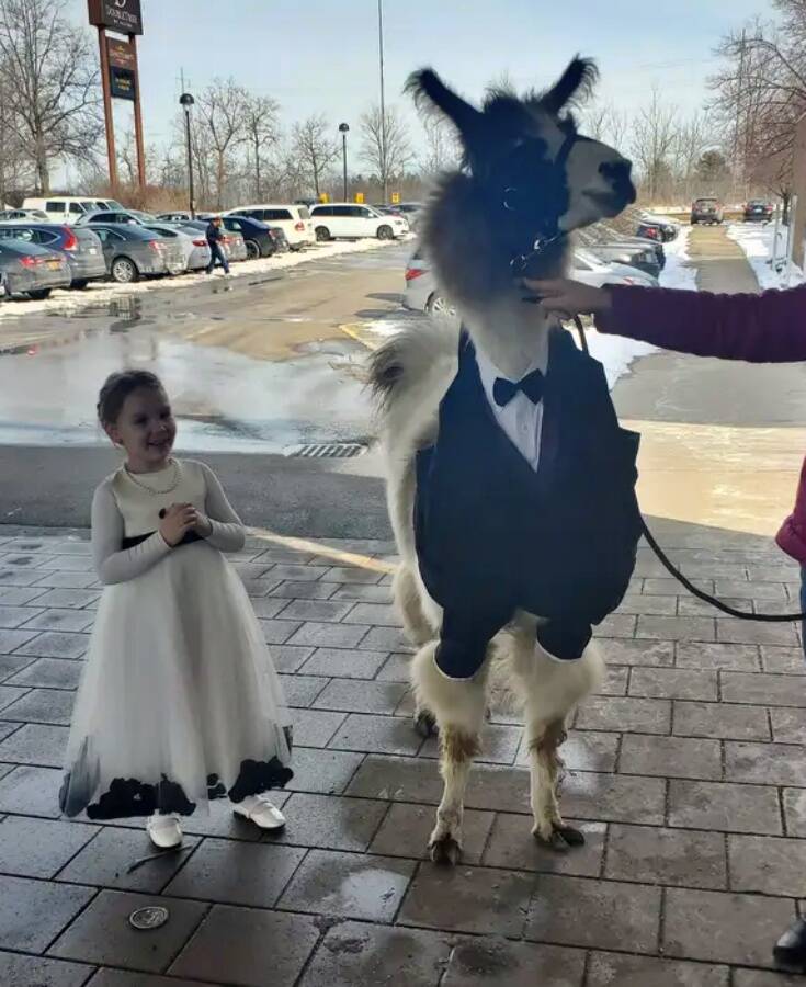 Child With Wedding Llama