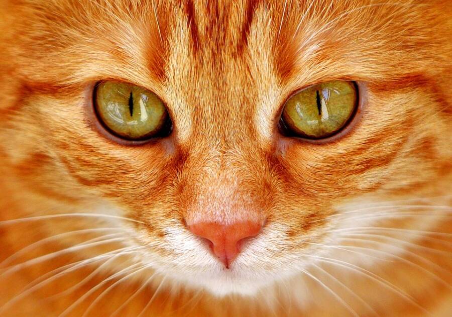 Closeup On Orange Cat's Eyes