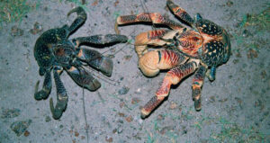 Coconut Crabs