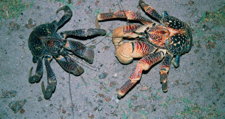 Coconut Crabs
