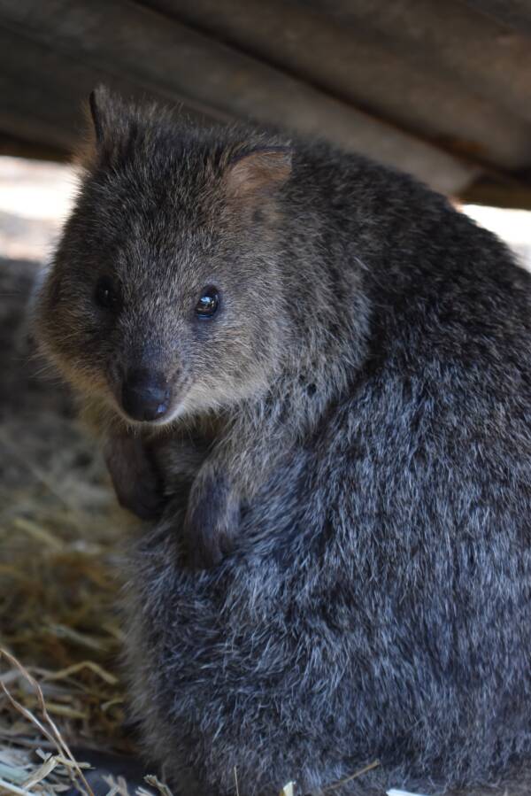 Meet The Quokka, The Smiling Marsupial Of Western Australia