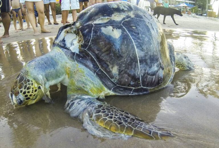 Sea Turtles Eat Plastic Because It Smells Like Food, Study Suggests