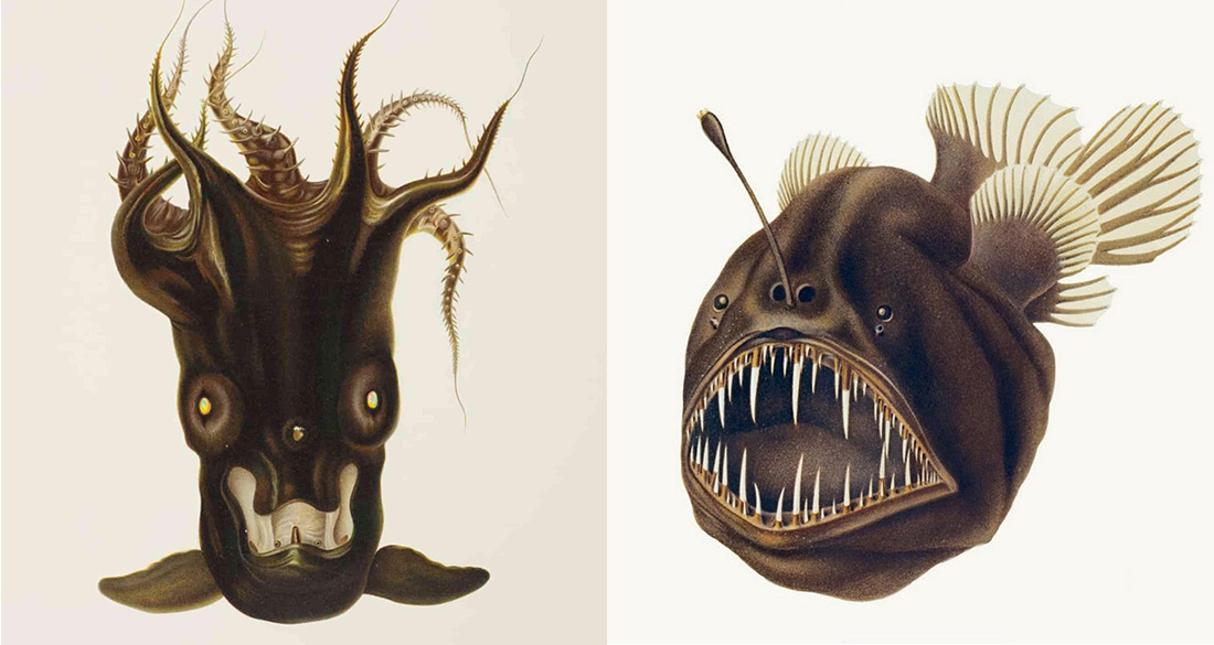 angler fish scientific illustration