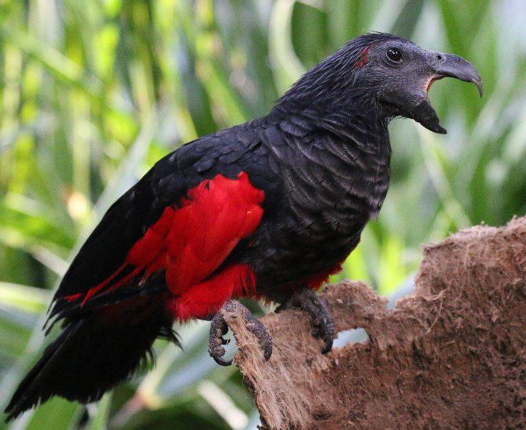 Dracula Parrot Mid Squawk