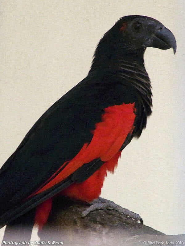 The Dracula Parrot, The Spectacular Gothic Bird Of New Guinea