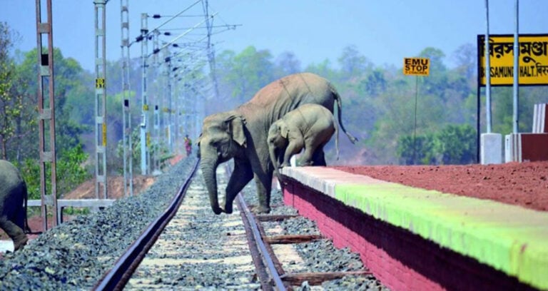 Elephants Crossing Tracks Together